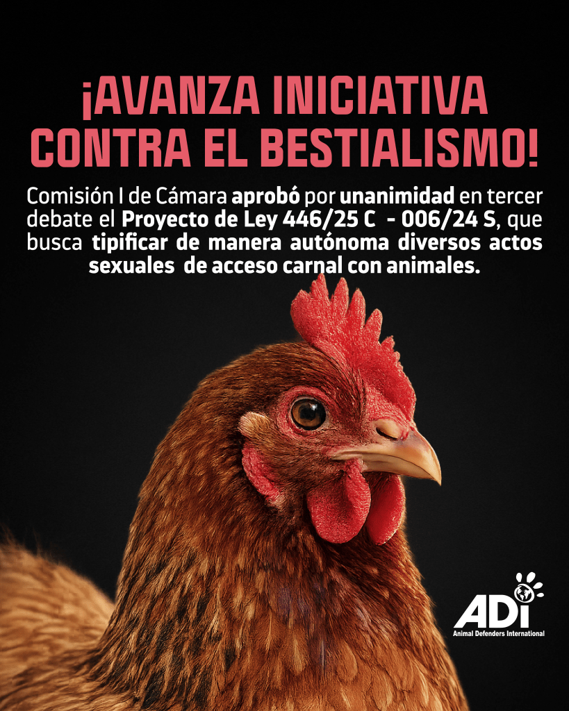 Primer plano de una gallina con fondo negro, acompañada de texto sobre una iniciativa contra el bestialismo.