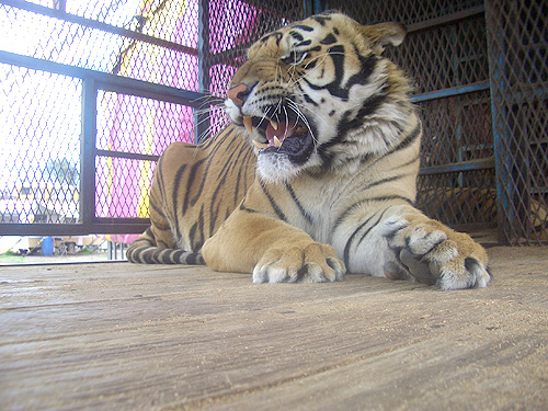 Un infierno para los animales en los circos de Colombia