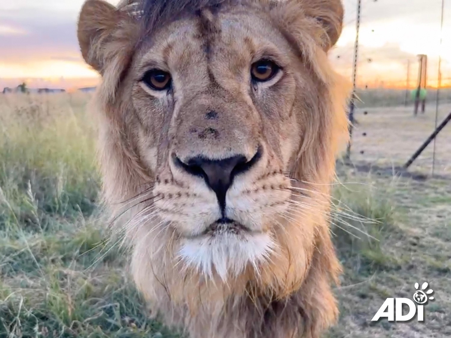 Actualidad global: El pulso de nuestra lucha por los animales