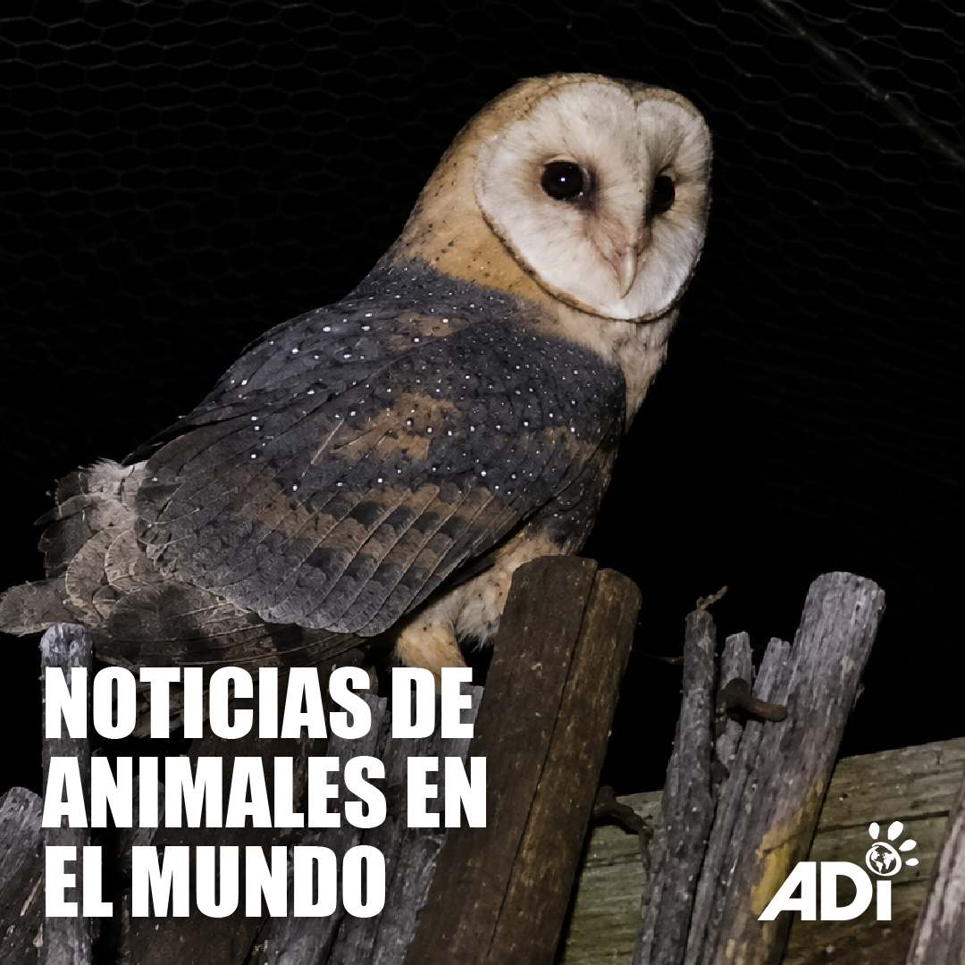 Noticias de animales en el mundo