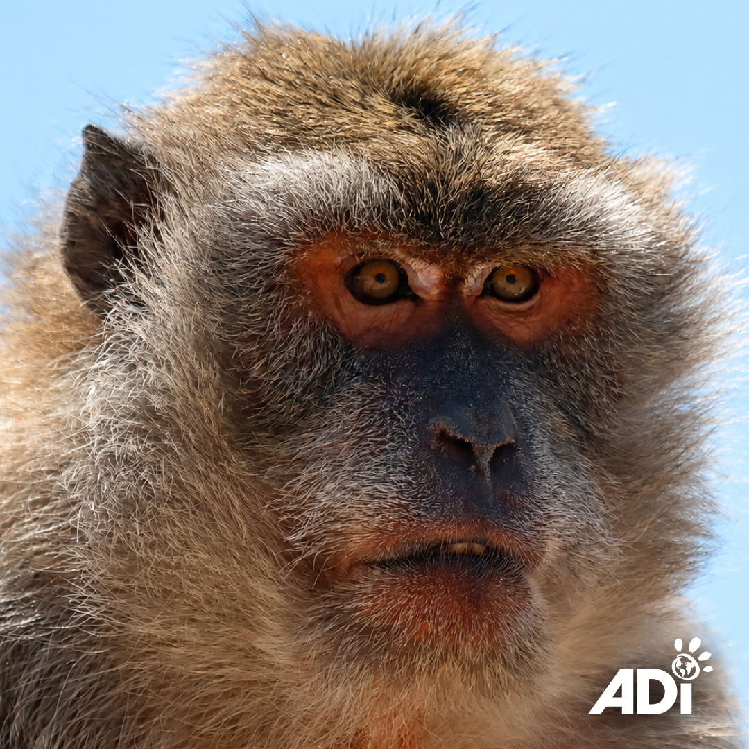 Una forma sencilla en la que puedes asegurar el futuro de animales como BenTzur y Ori